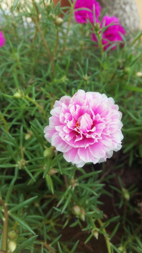 flowers in summer.