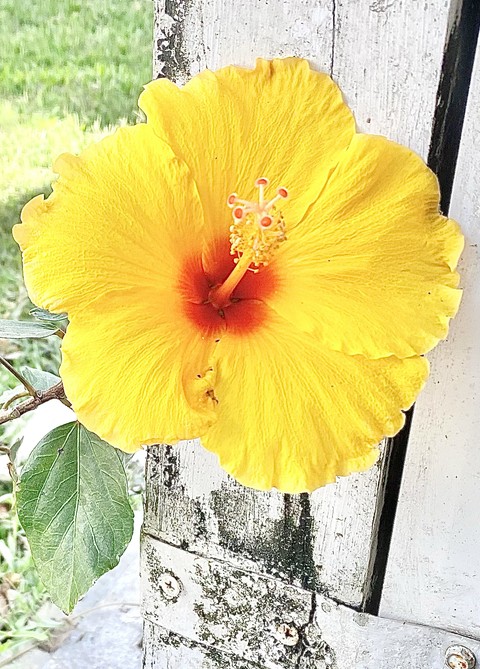 植物, flower桌布