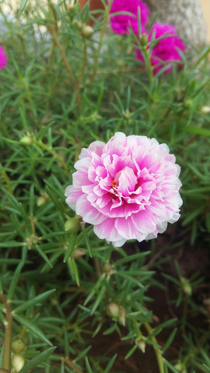 flowers in summer.