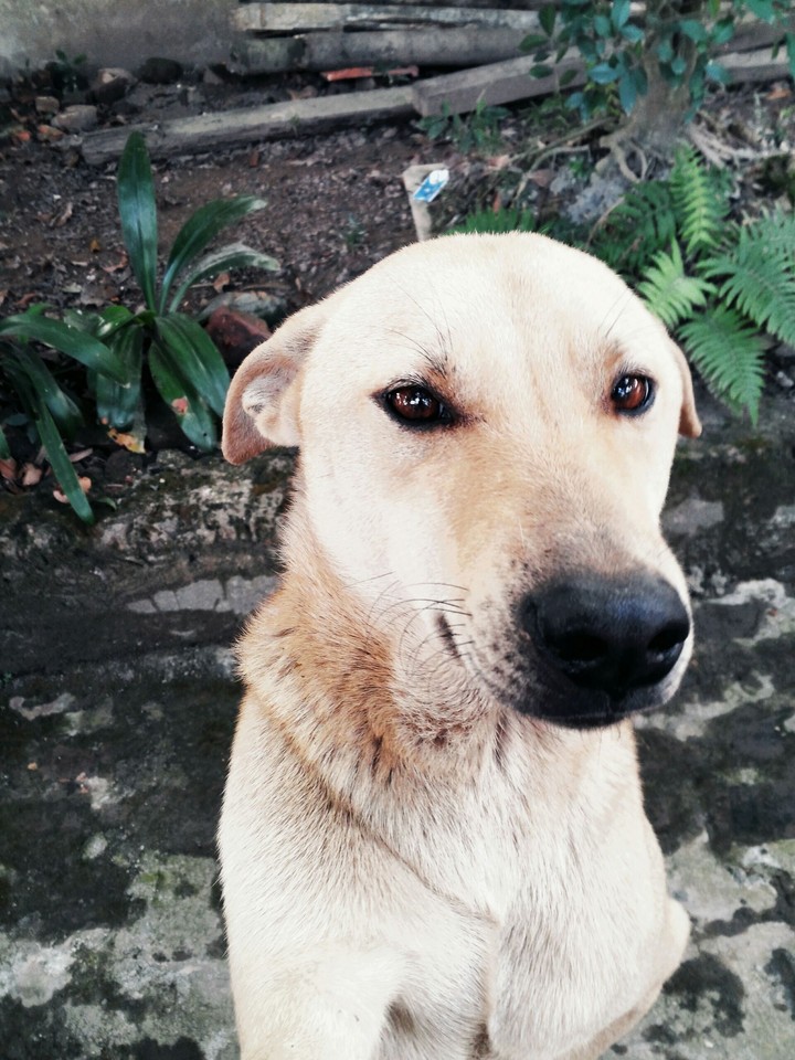 dog