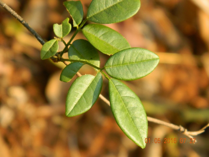 leaf n Blur