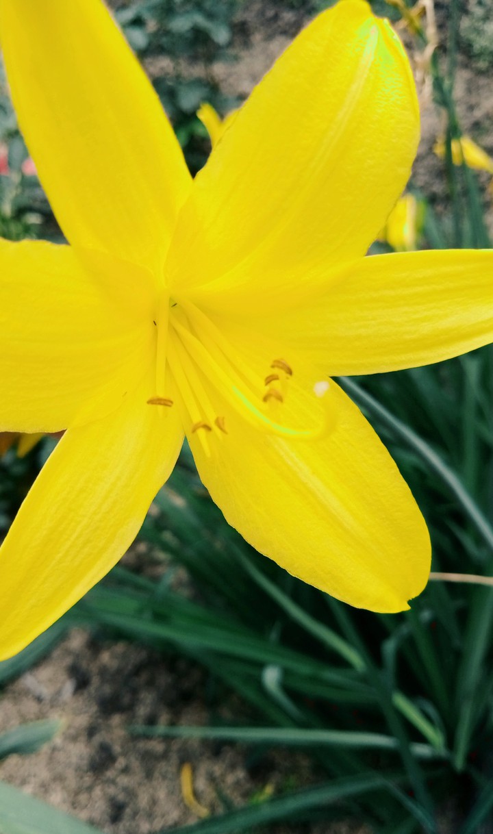 Flower 2