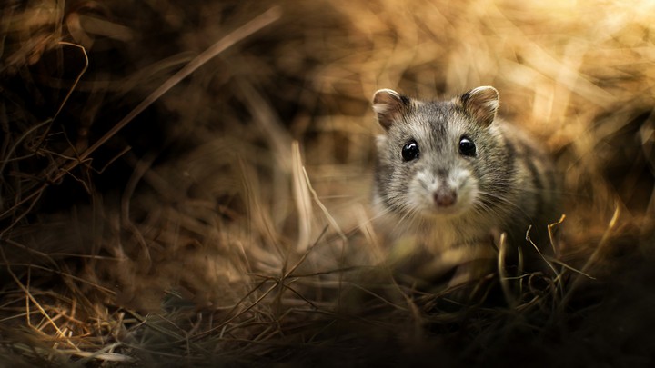mouse