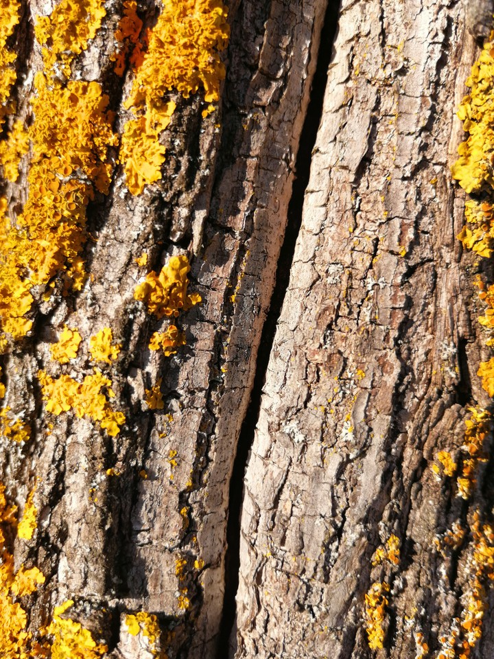 textura