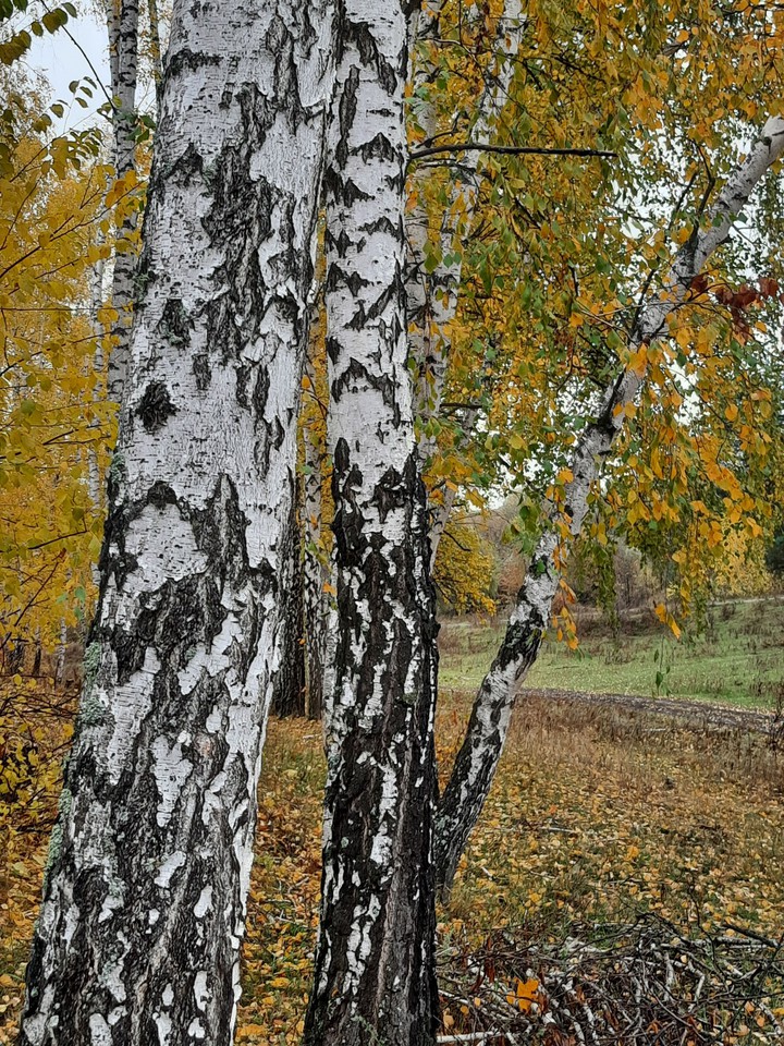 осень