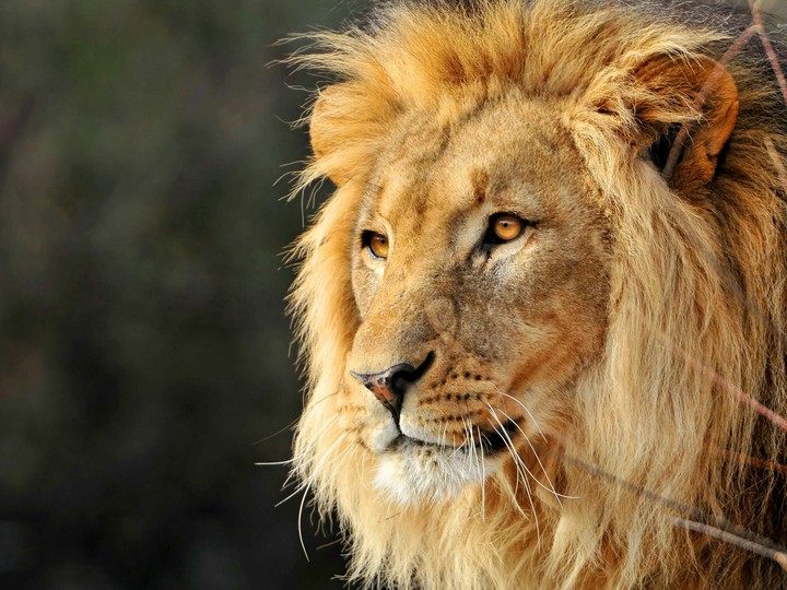 Lion