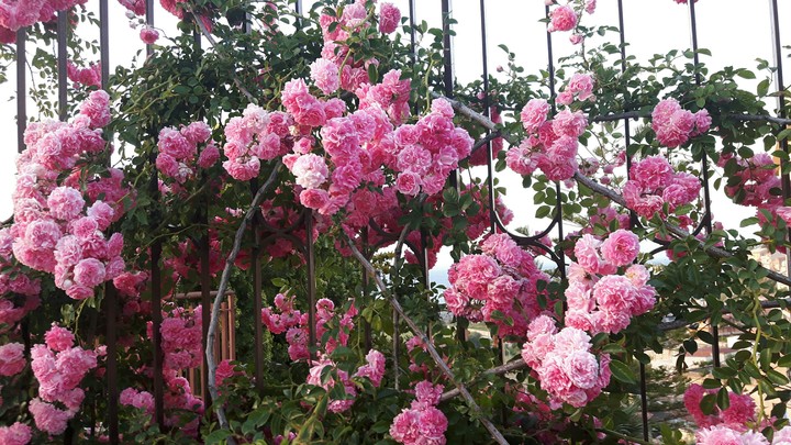roseto siciliano
