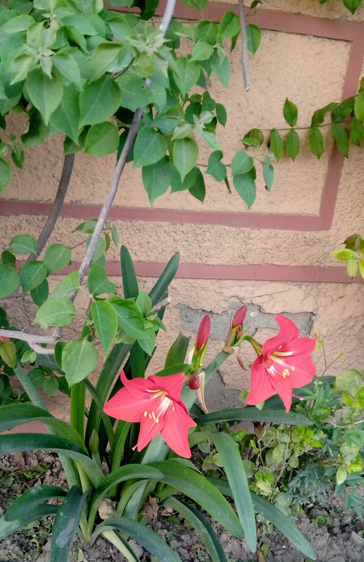 Red Flowers