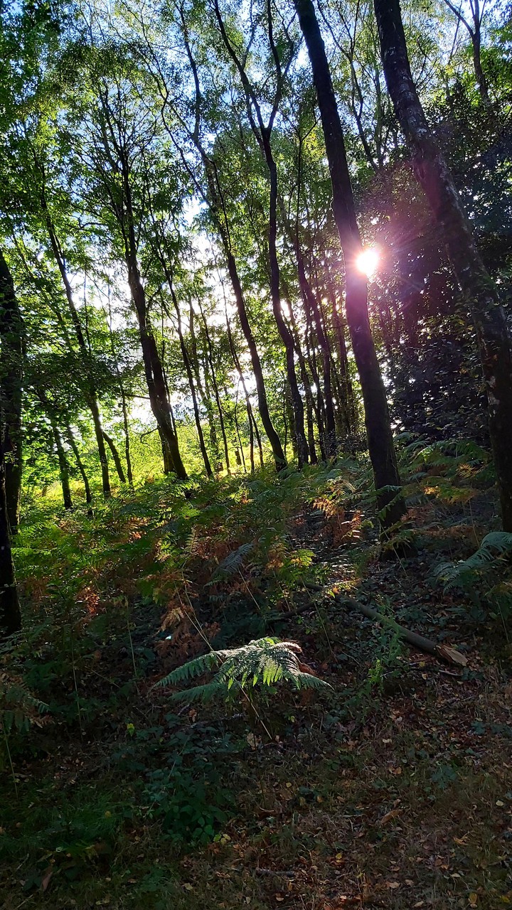 foret