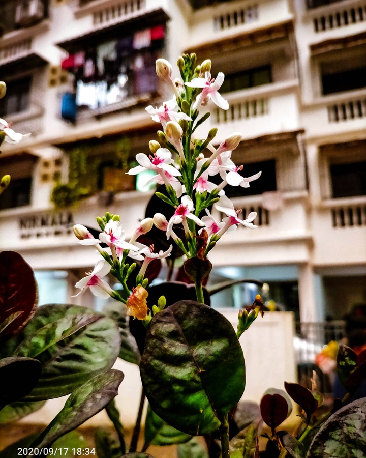 flowers