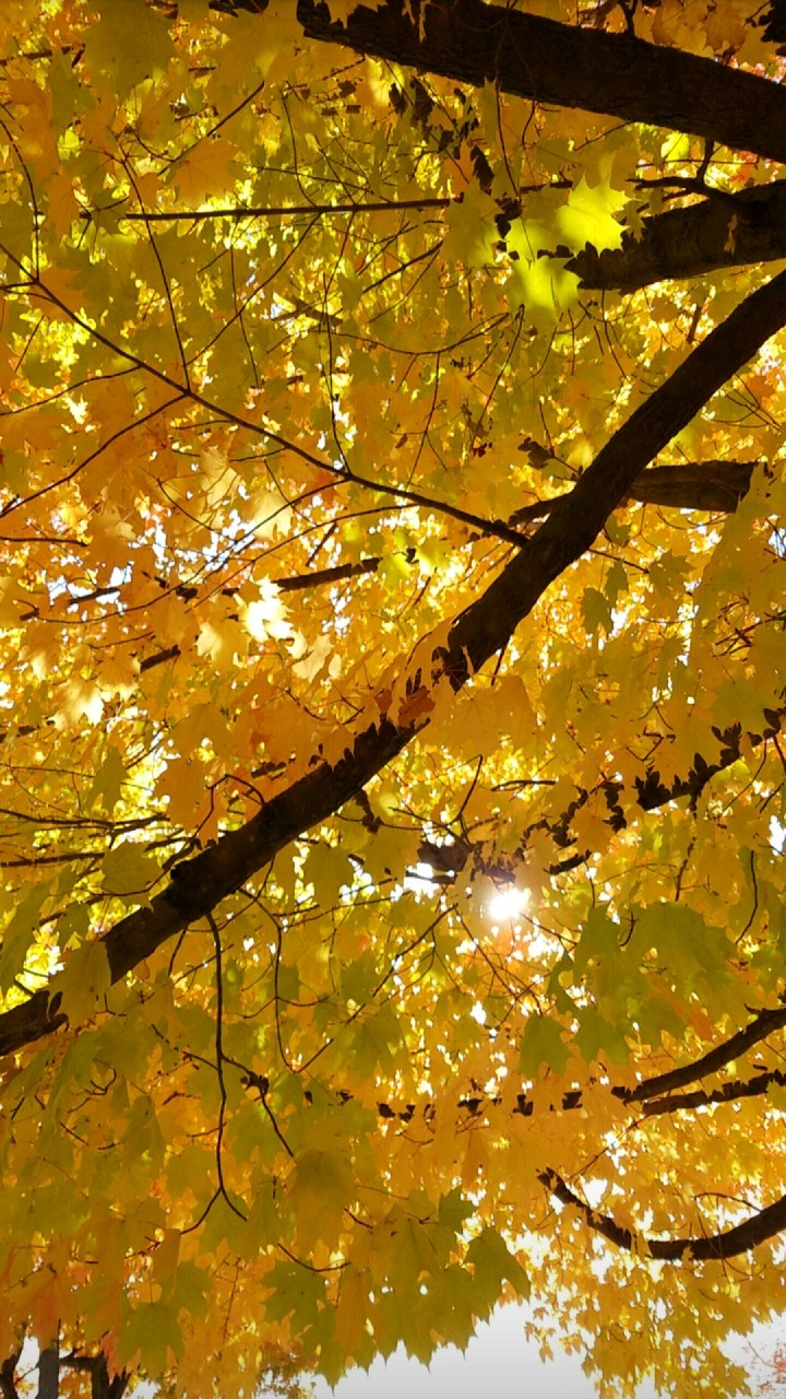 Autumn Sunlight