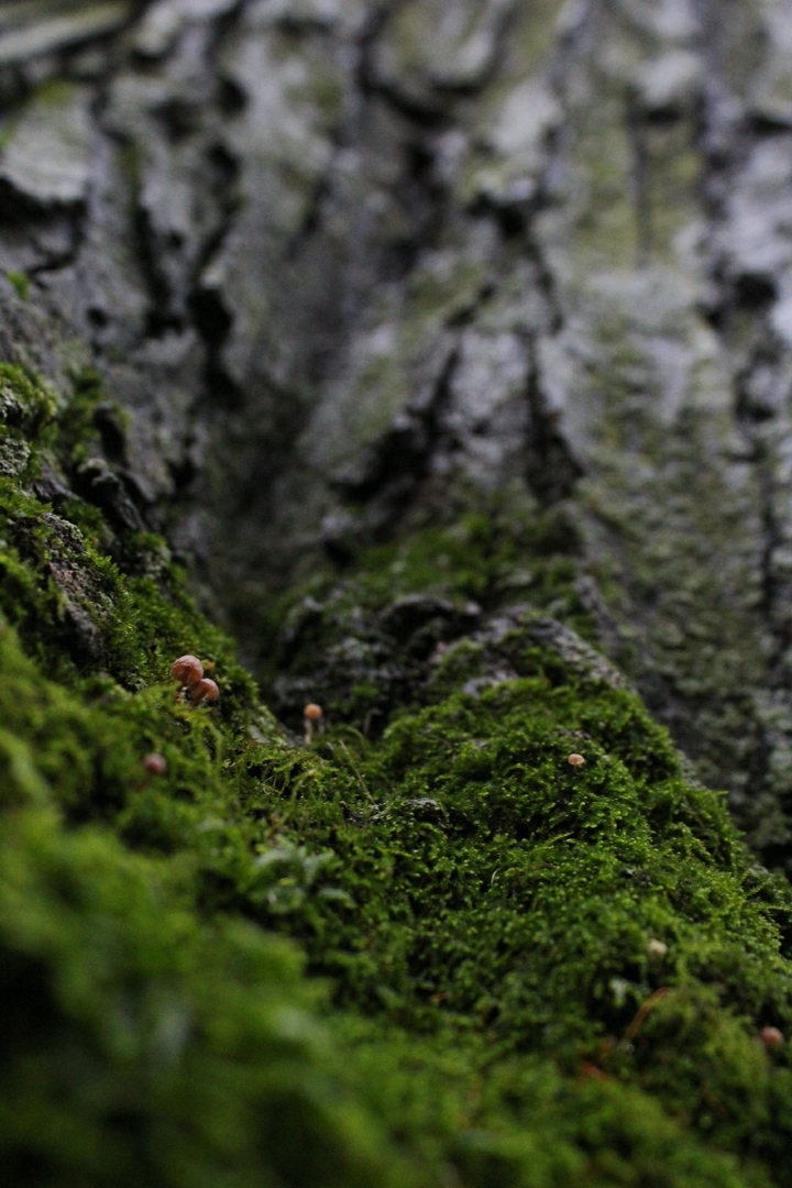 mushroom city