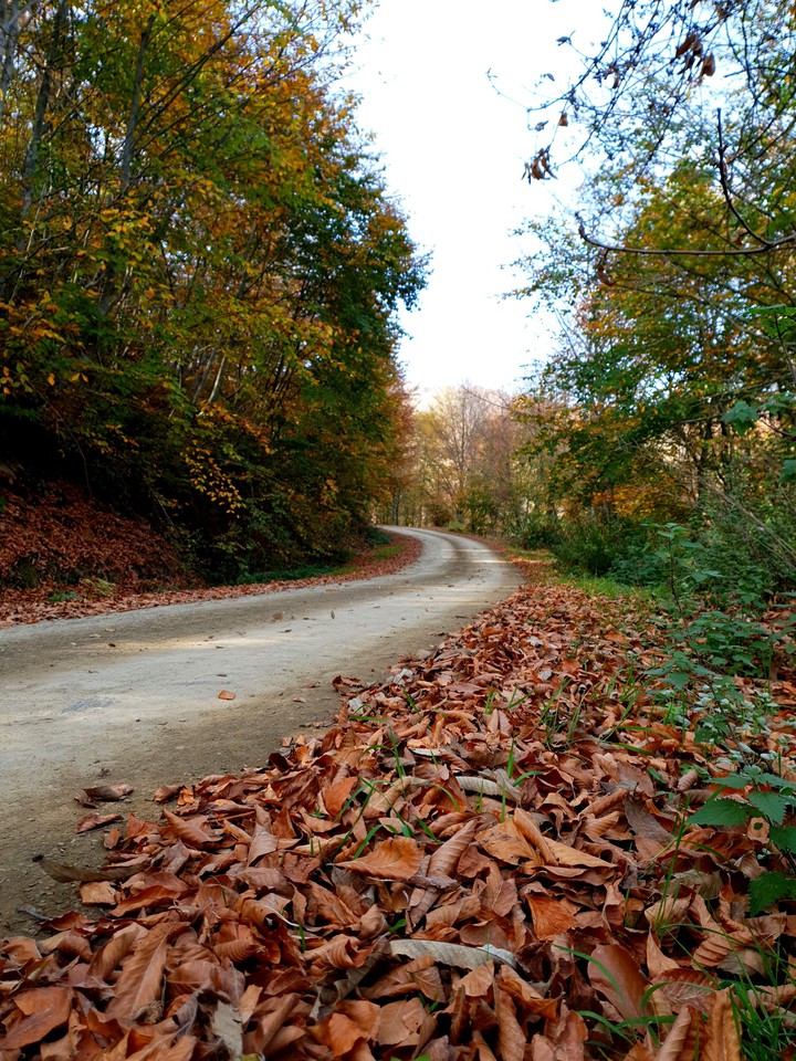 natural,forest