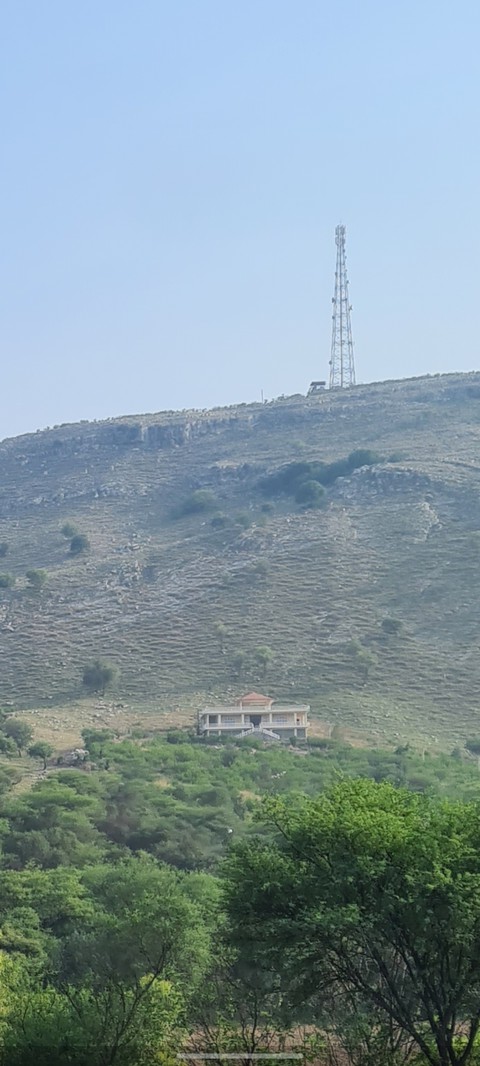 fondos de pantalla mountain, plant
