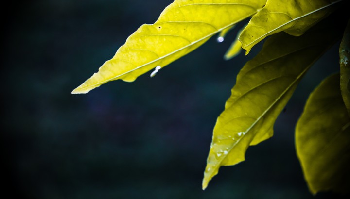 nature