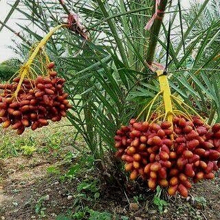 ❤ Dates ❤
