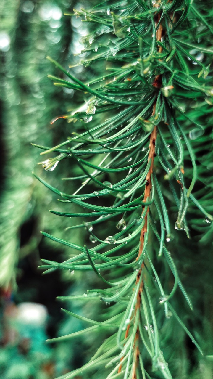 Raindrops on fir needles