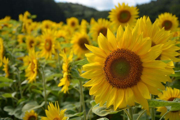 Sunflower