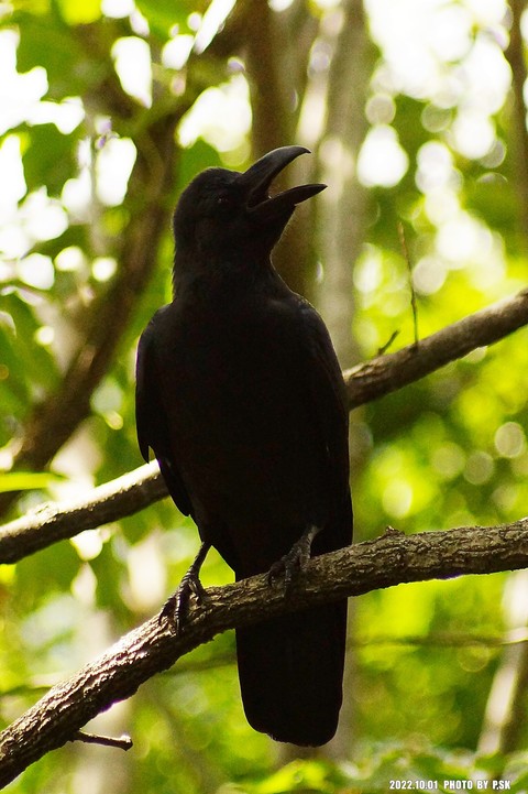bird, raven वॉलपेपर