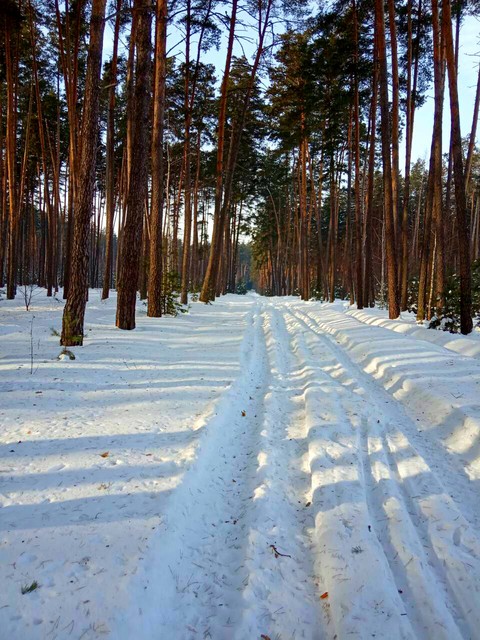 Зимний лес