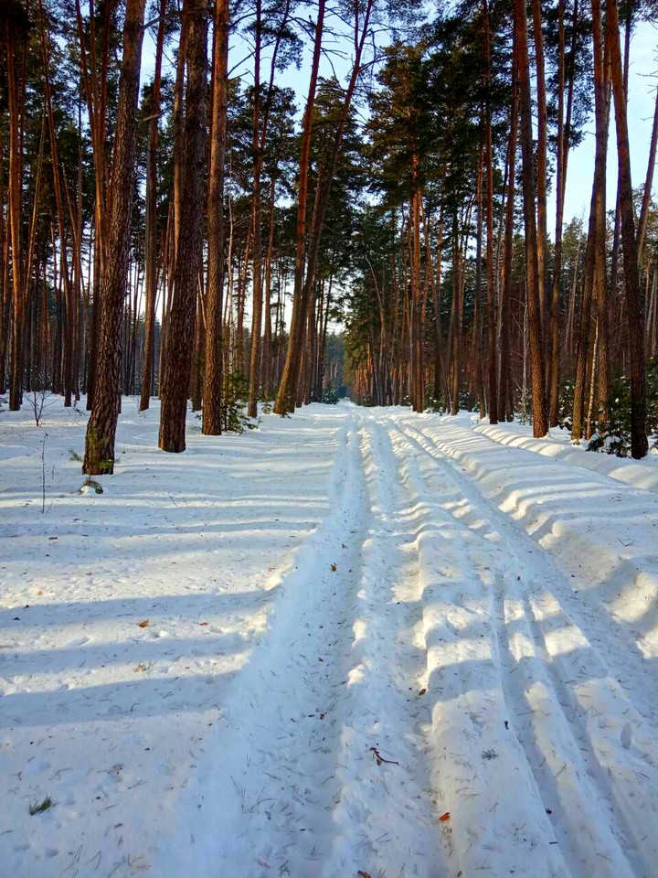 Зимний лес