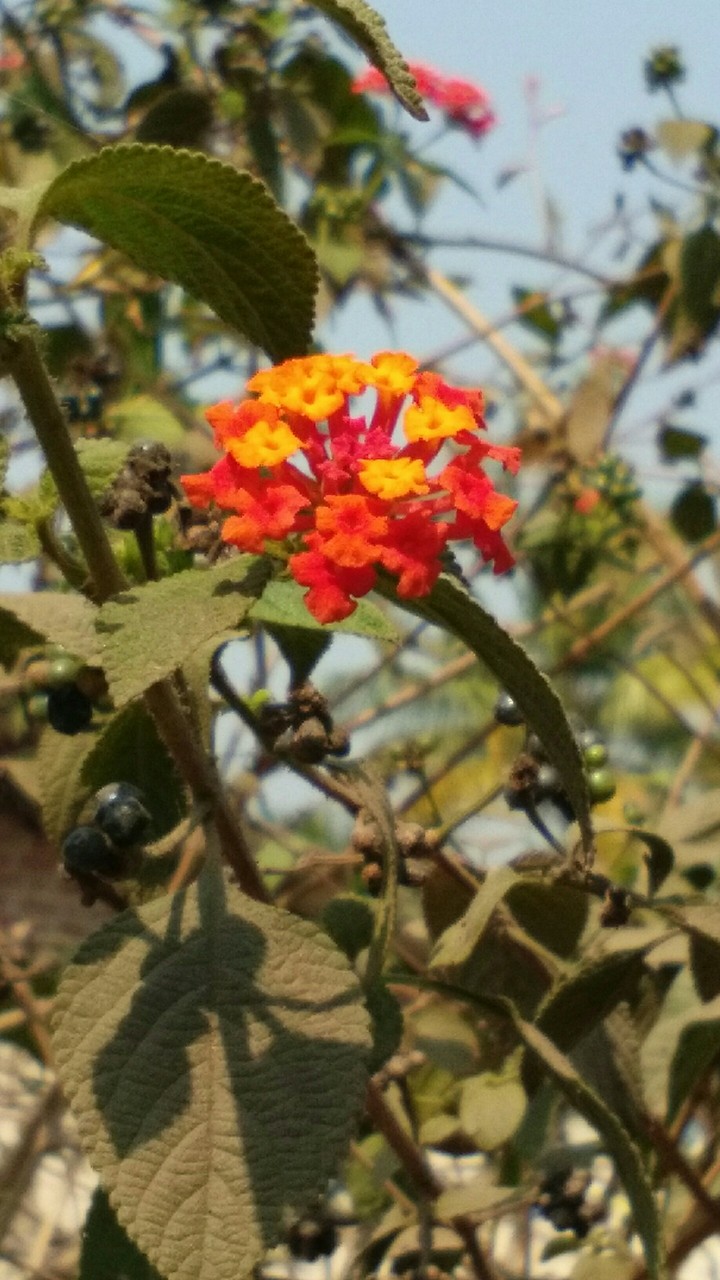 Clicked While Bored