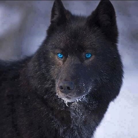глаза