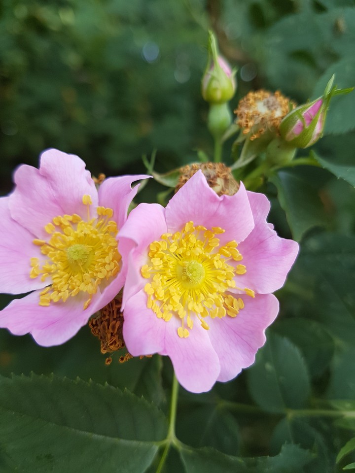 rose