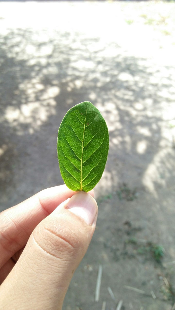 tree world today