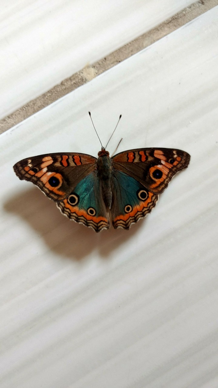 butterfly brazil