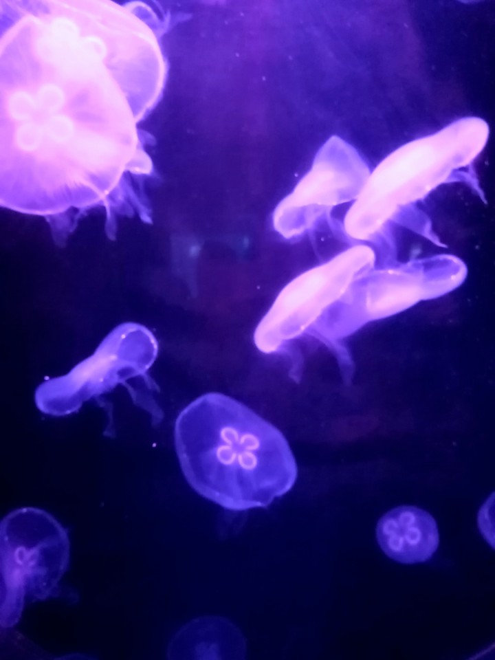 jelly fish