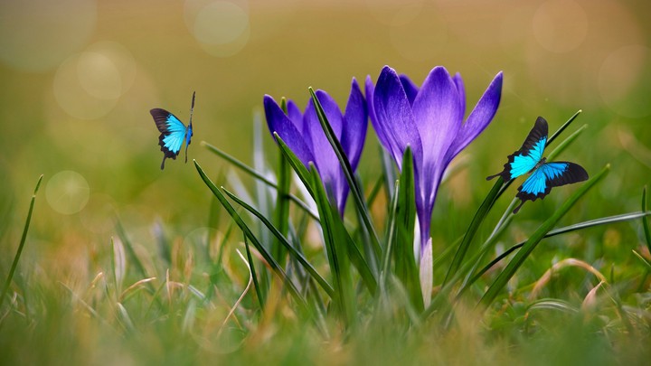 Spring
