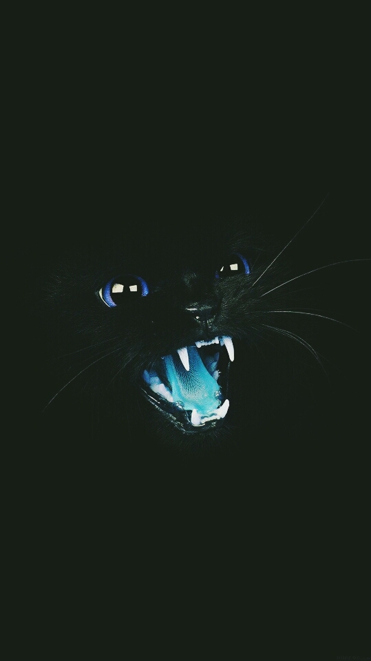 blue cat