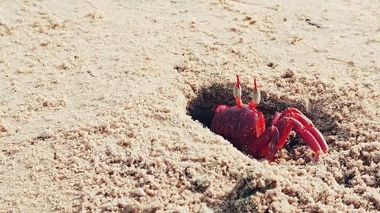Red crab