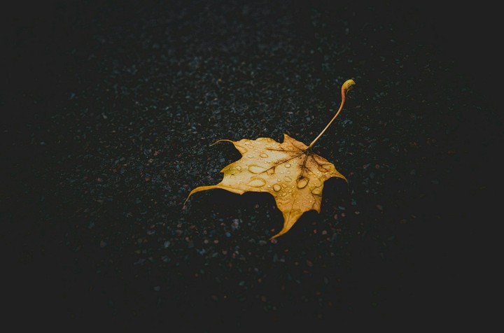 Leaf