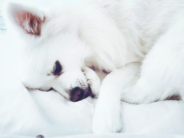 Cute dog