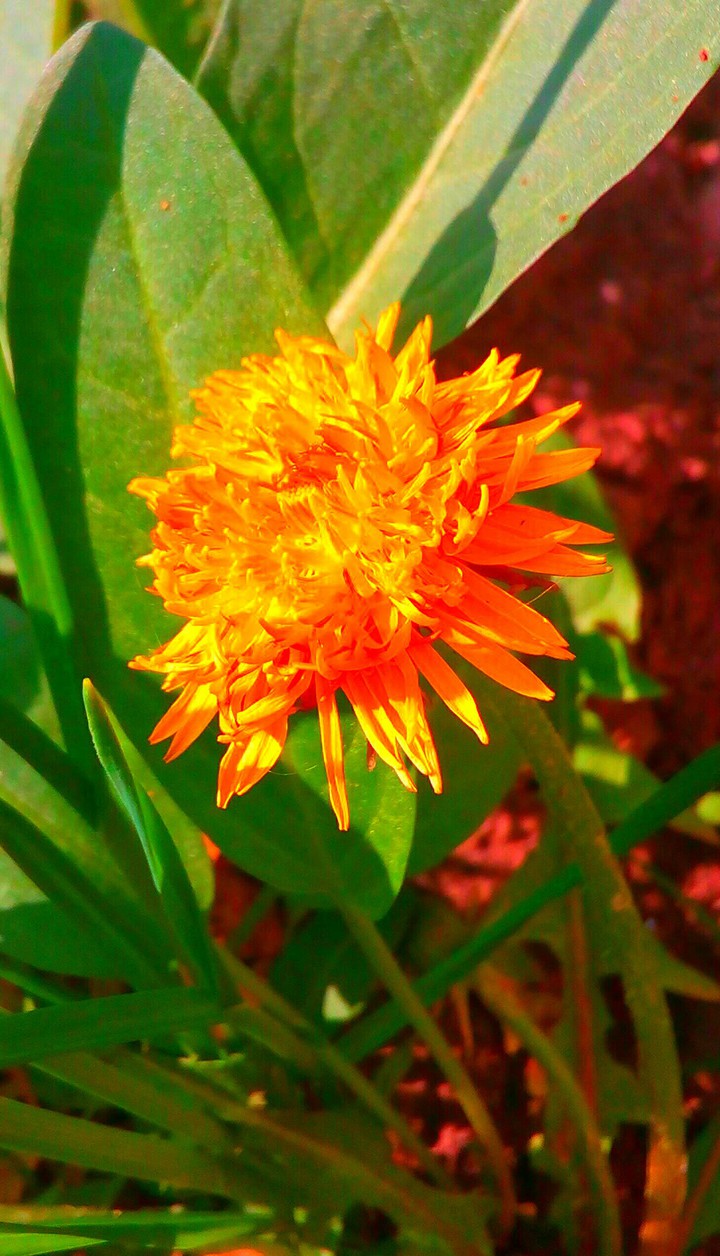 Dandelion
