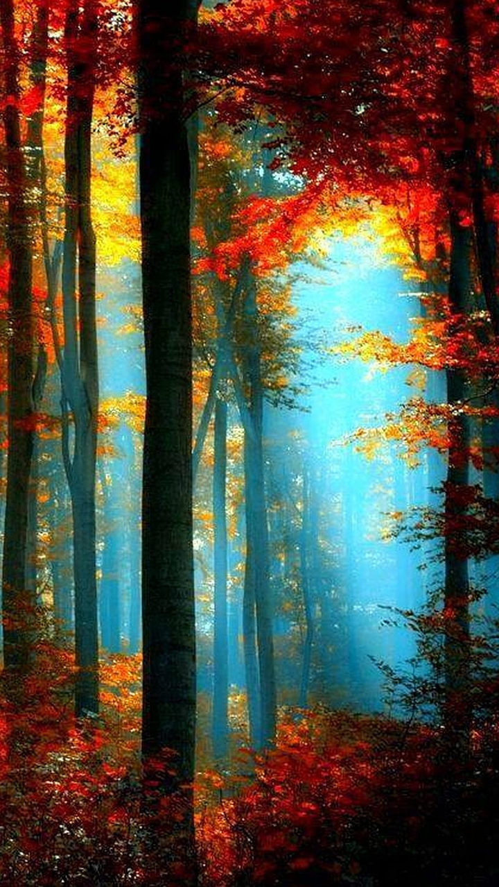fall forest