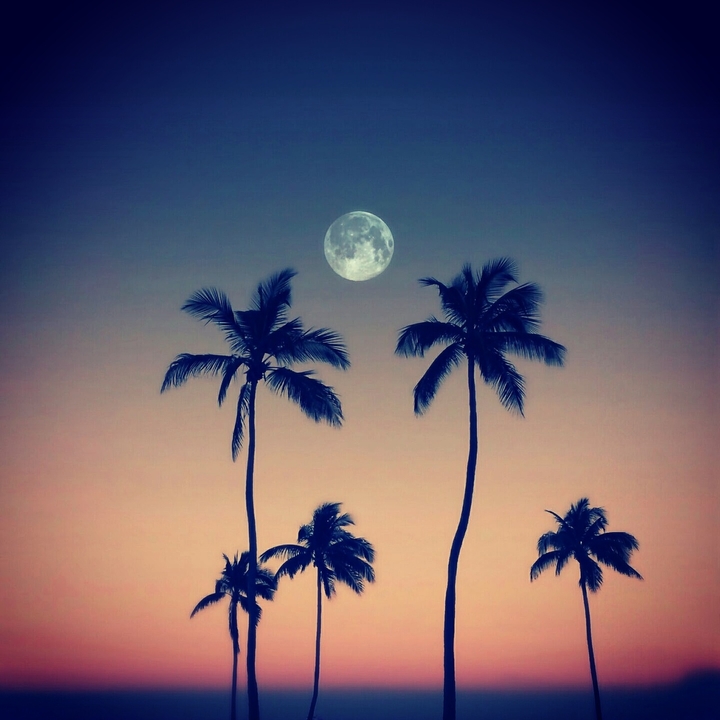 palmera