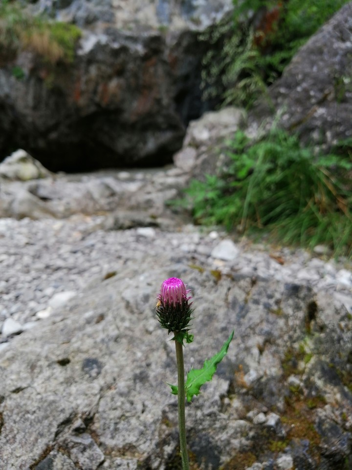 Lo splendore della natura