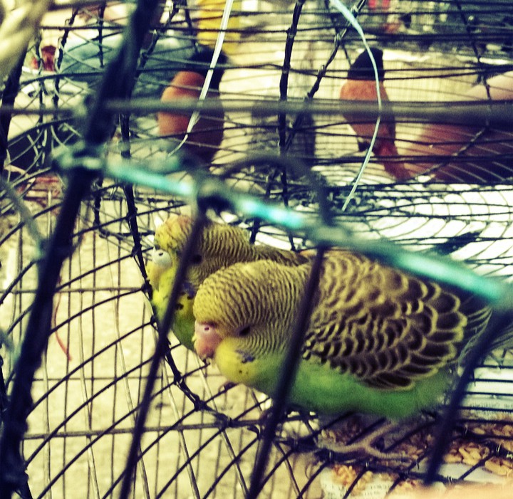 বন্দিজীবন