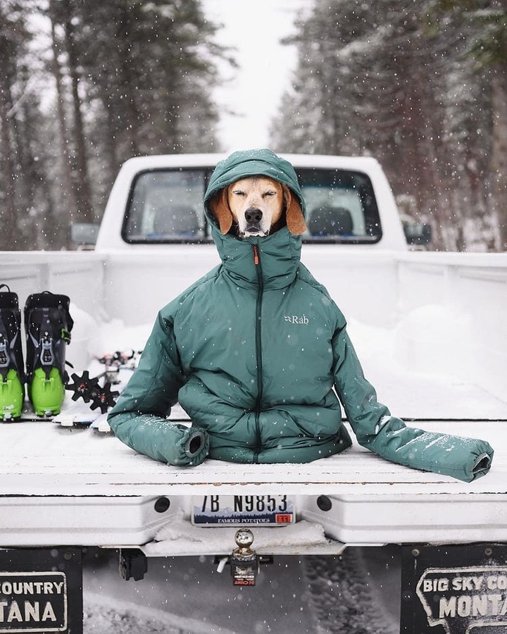 winter dog