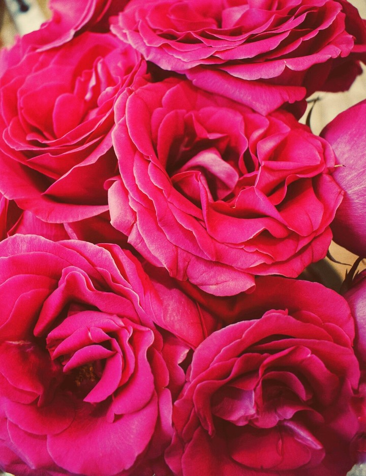 beautiful hot pink colored flowers