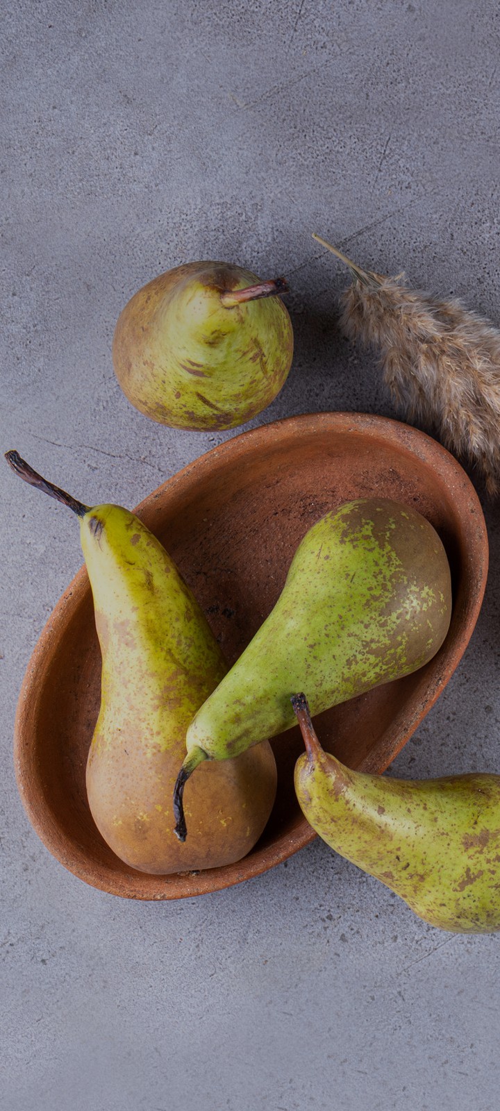fruits