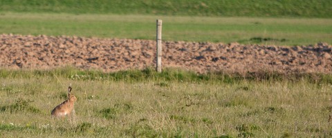 pronghorn, pasture वॉलपेपर