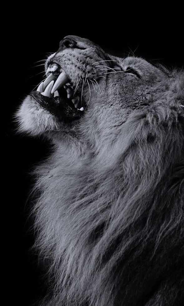 lion