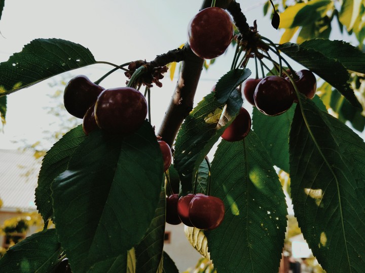 cherry