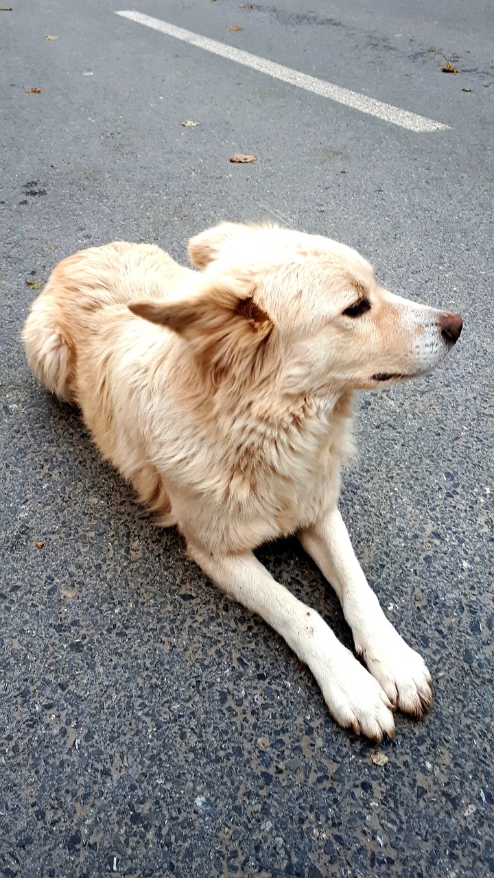 Dogs are great.