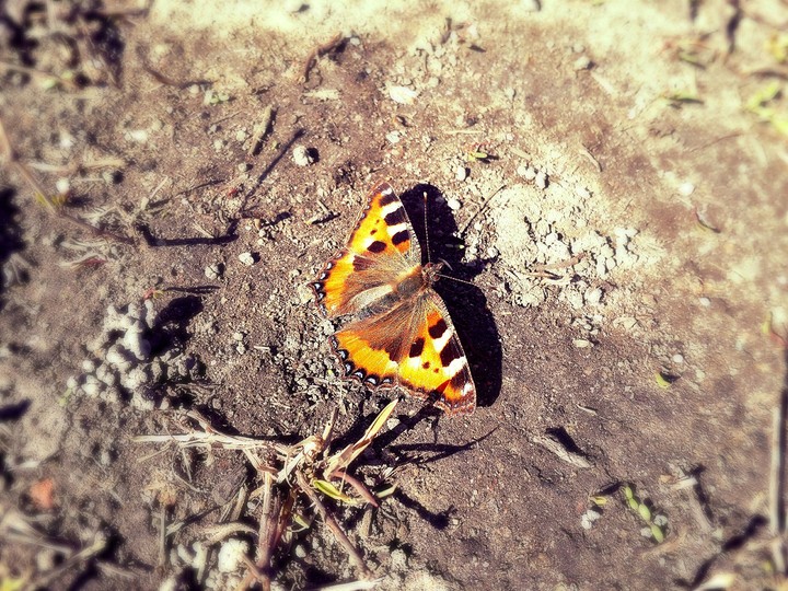 butterfly