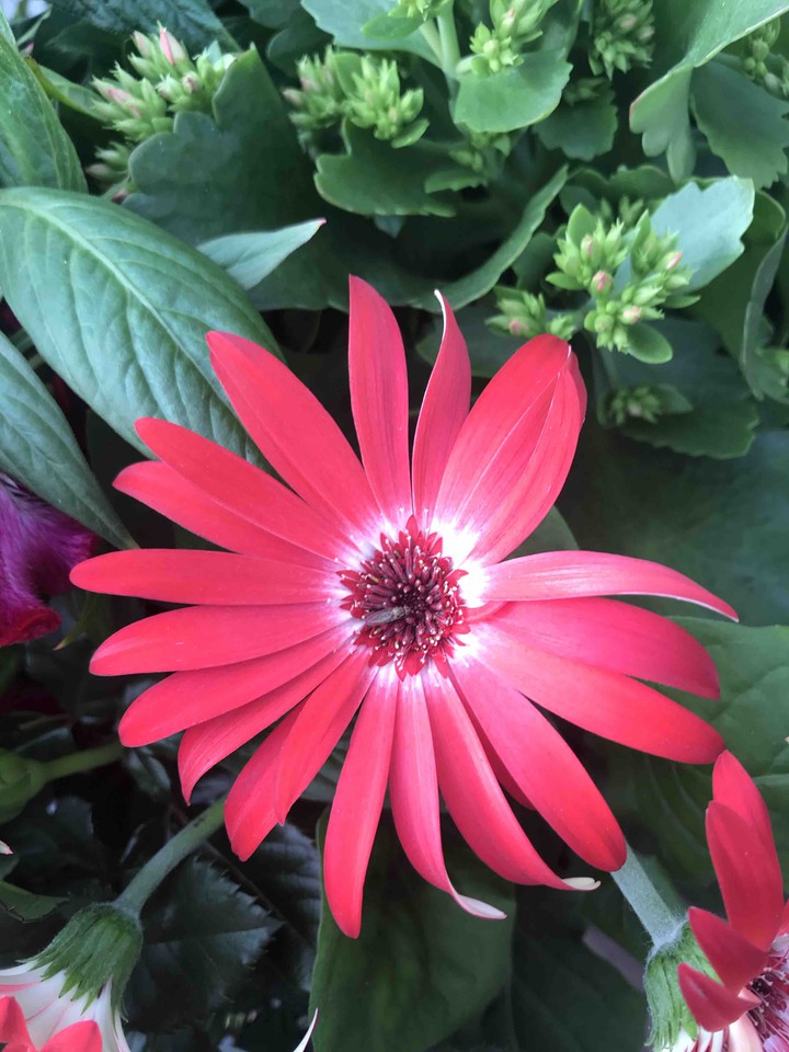 pink flower